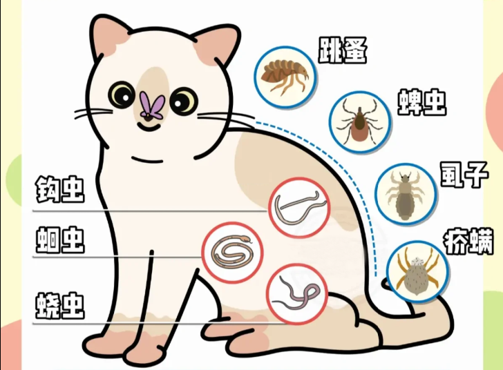 养猫必识寄生虫!