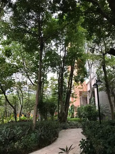 高大茂盛的多宝树