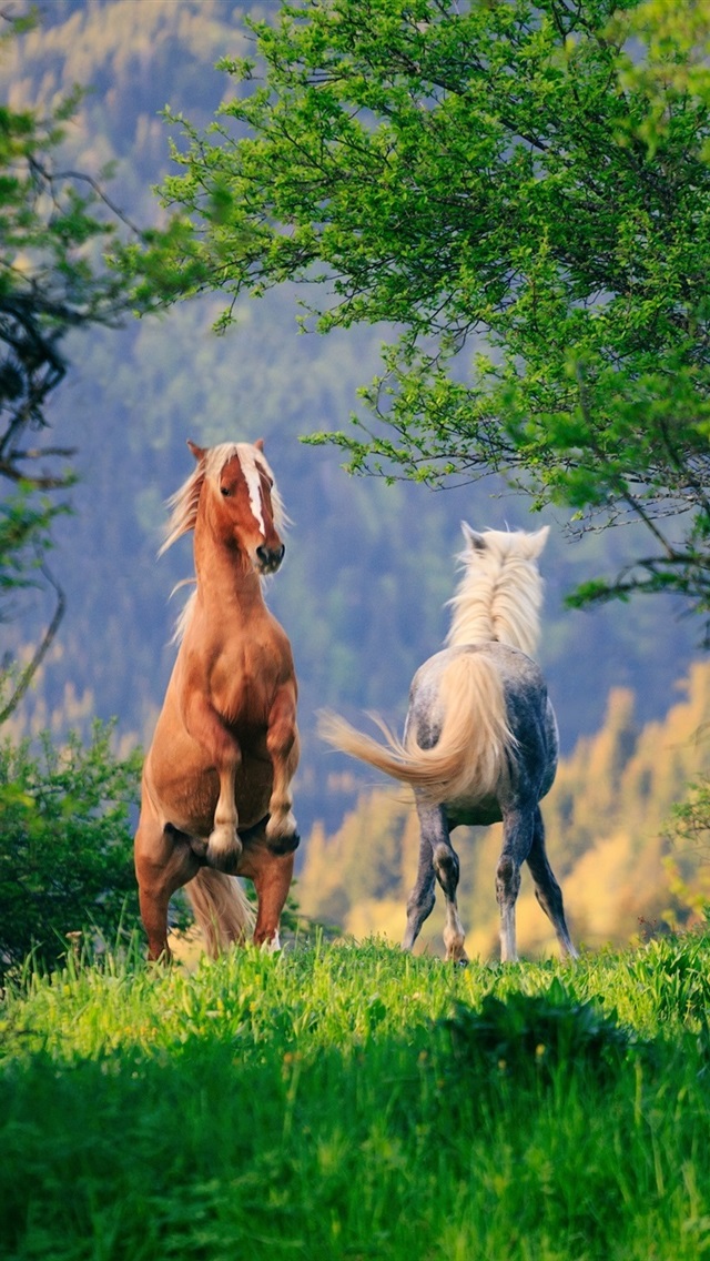 壁纸 两匹马,草,树,绿色 1920x1440 hd 高清壁纸, 图片, 照片