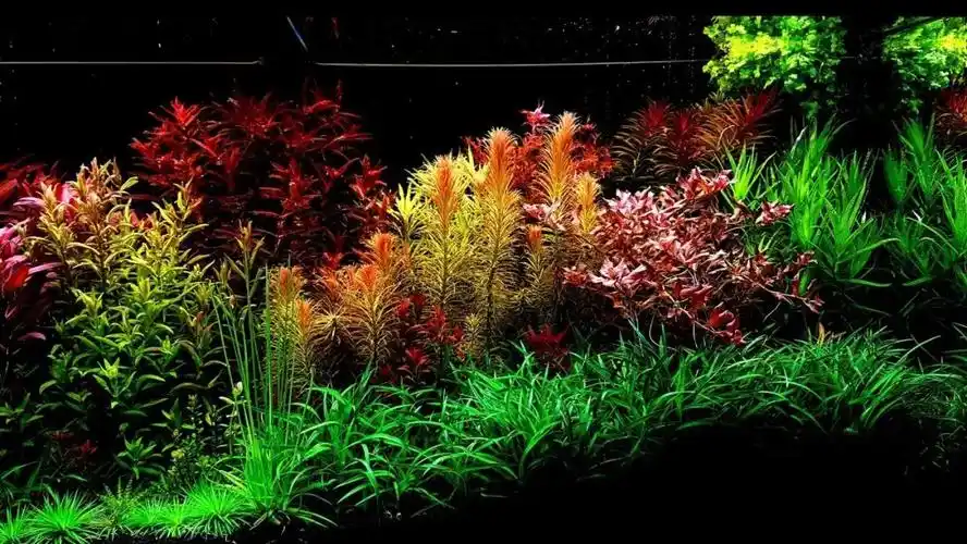 120cm美丽荷兰景草缸造景图片欣赏