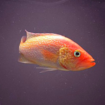 红老虎鱼金玉满堂红头金鲷金老虎老虎水族热带鱼观赏鱼鱼