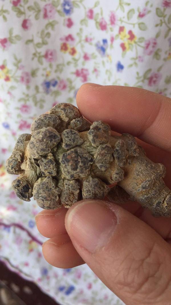 请问这个三七是坏了么?