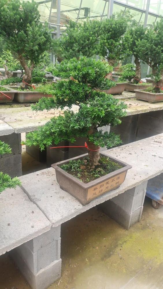 罗汉松盆景造型罗汉松庭院客厅罗汉松盆栽植物小型罗汉松盆景3号