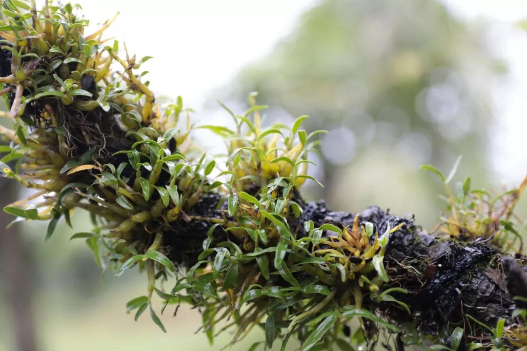 野生霍山石斛生长在大别山区霍山县,受自然环境影响,长得短小圆润