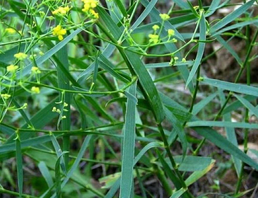 种植柴胡保收又保产的方法