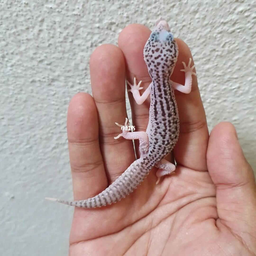 这这这.确确实实的吃货!小家伙好好看#爬虫  #守宫  #豹纹