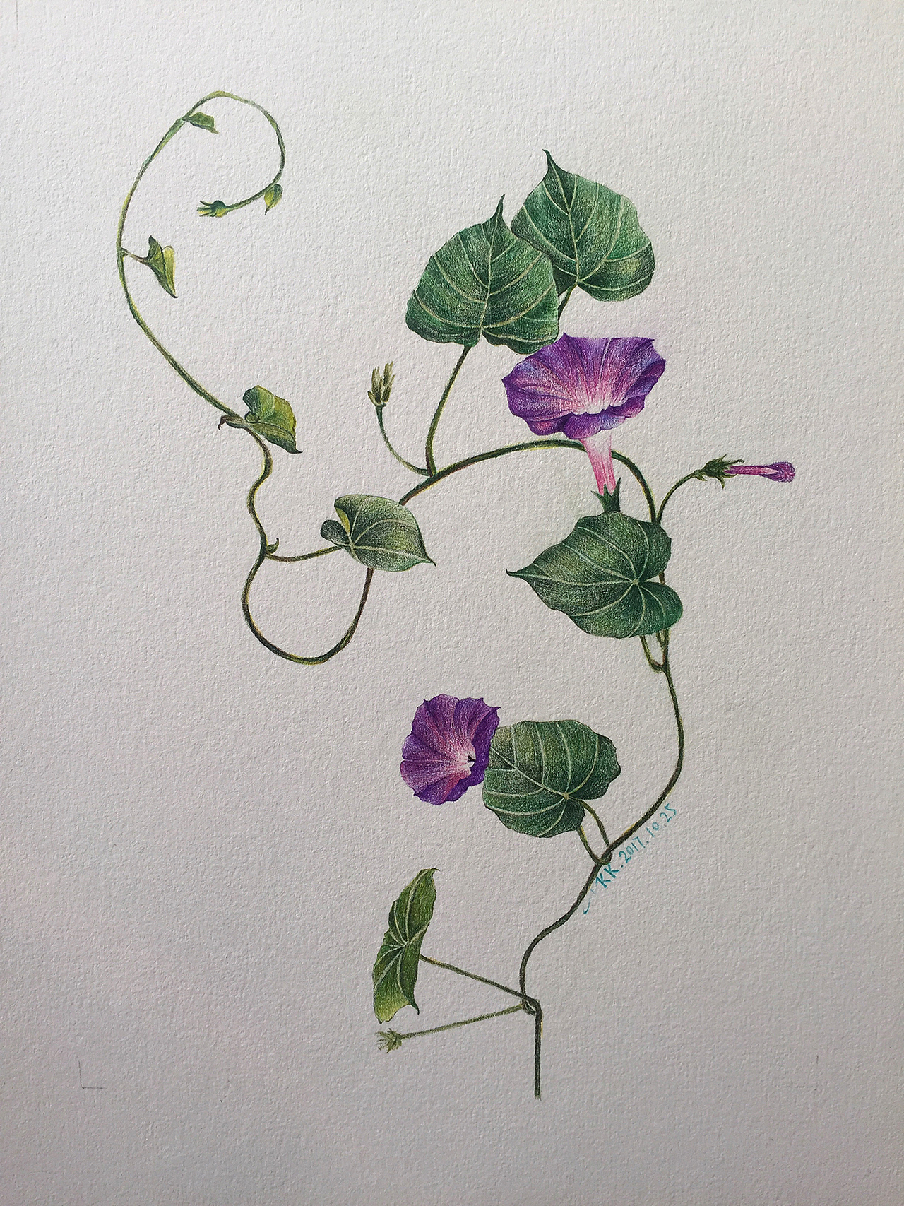 牵牛花 #手绘是一种信仰|纯艺术|绘画|克里斯天天_临摹作品-站酷zcool