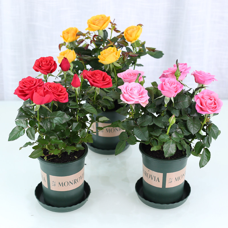 狄古-特价促销-优惠券领取-价格|多少钱|什么牌子好-35优惠券网站