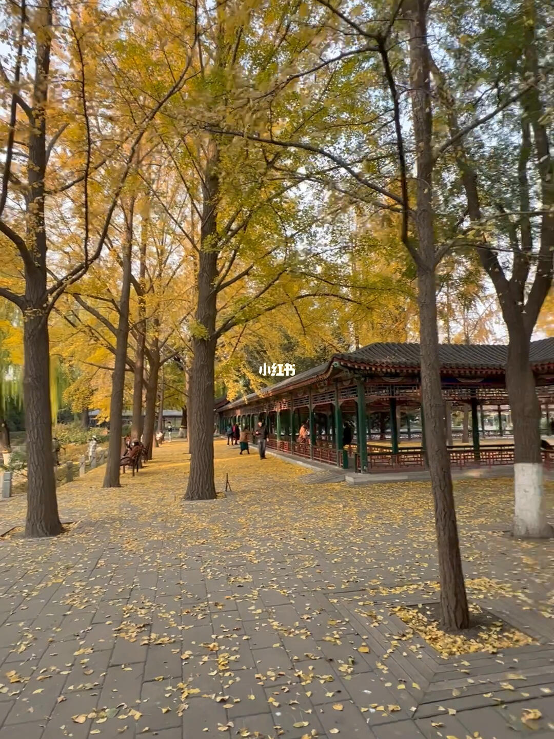 11月8日北京中山公园秋色人少无滤镜