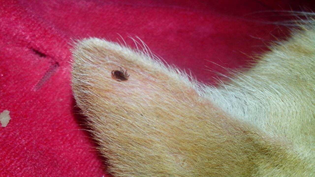 求助,怎么看领养的流浪猫身上有没有虫,是哪种虫子