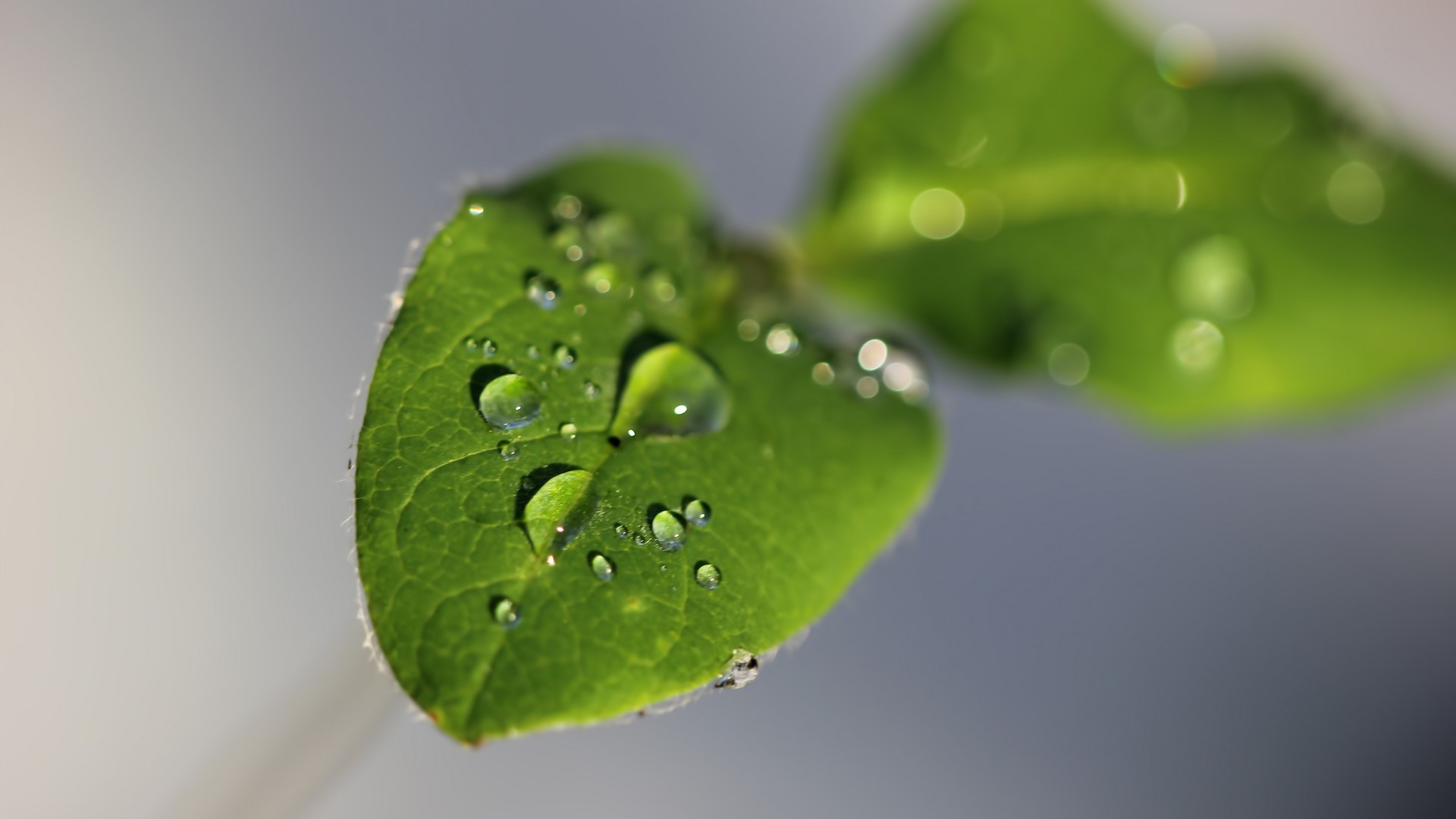 苹果mac高清绿色植物护眼电脑桌面壁纸(一)