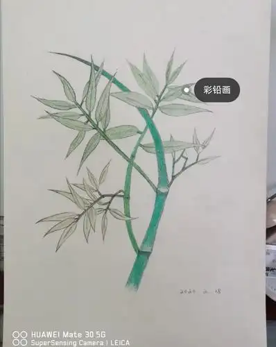 赵宅中心小学"线上美术课堂"—彩铅画《竹子》