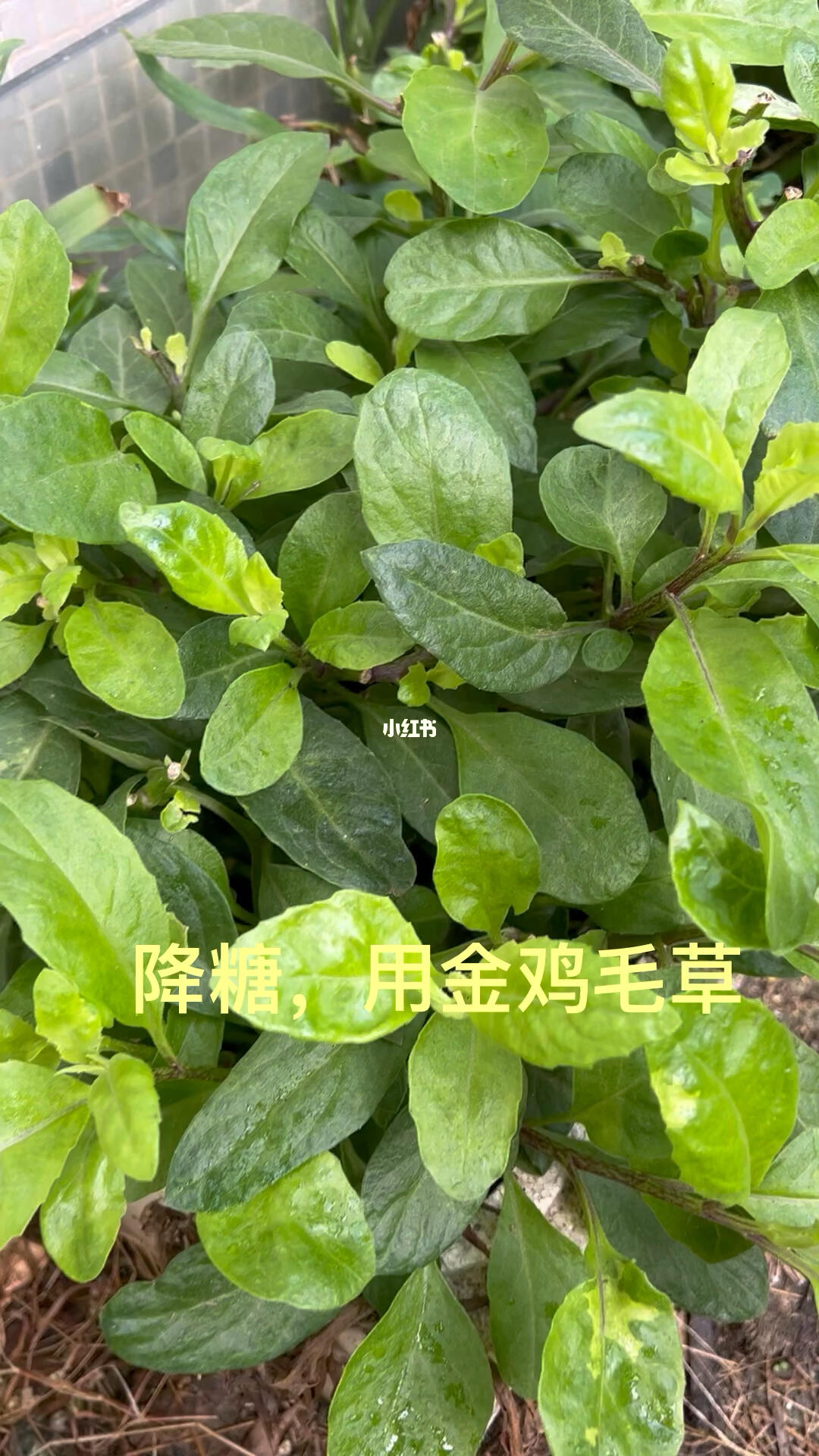 这玩儿叫做"金鸡毛草"多年前