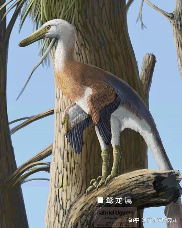 存在的特殊分支,半鸟亚科的主要成员包括:南方盗龙属,胁空鸟龙属(存疑