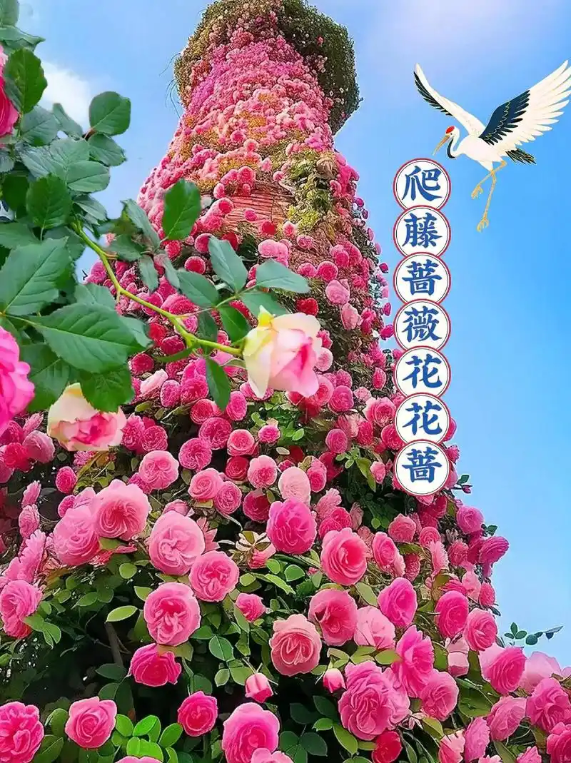 爬藤蔷薇花花苗,四季开放的蔷薇月季花