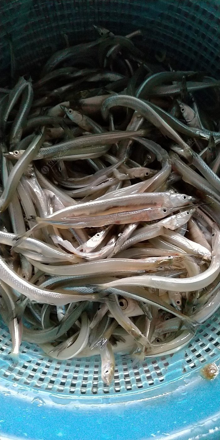 这是什么鱼,我们叫针鳡鱼