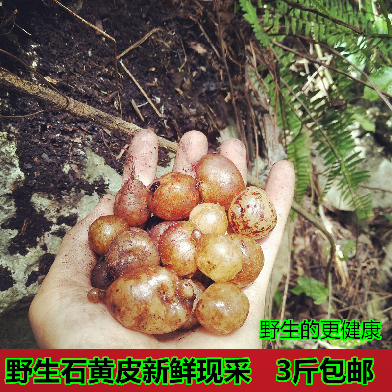 蜈蚣丸泰国代购正品_正宗野生新鲜石黄皮凤凰蛋石上丸蛇蛋蜈蚣草石