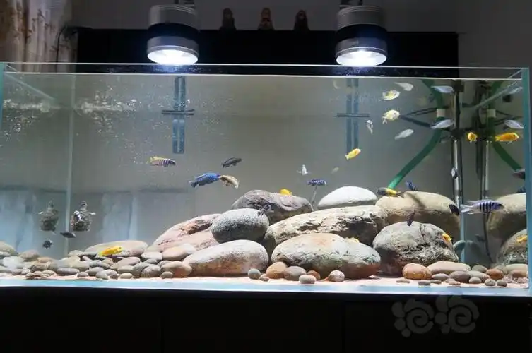 谁有鹅卵石的造景图?