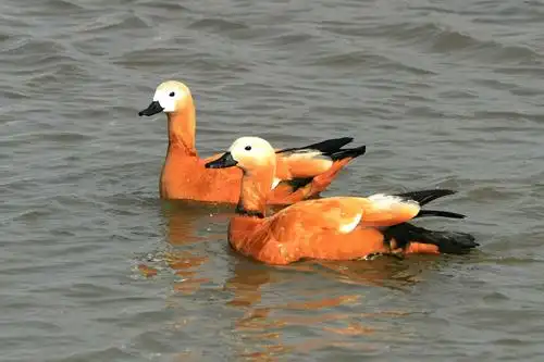 那些年,那些鸭【原创】