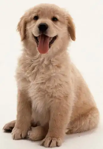 宠物,狗,注视,金毛犬,吐舌头,一只,动物,观察,看,伸舌头,张嘴,吐舌