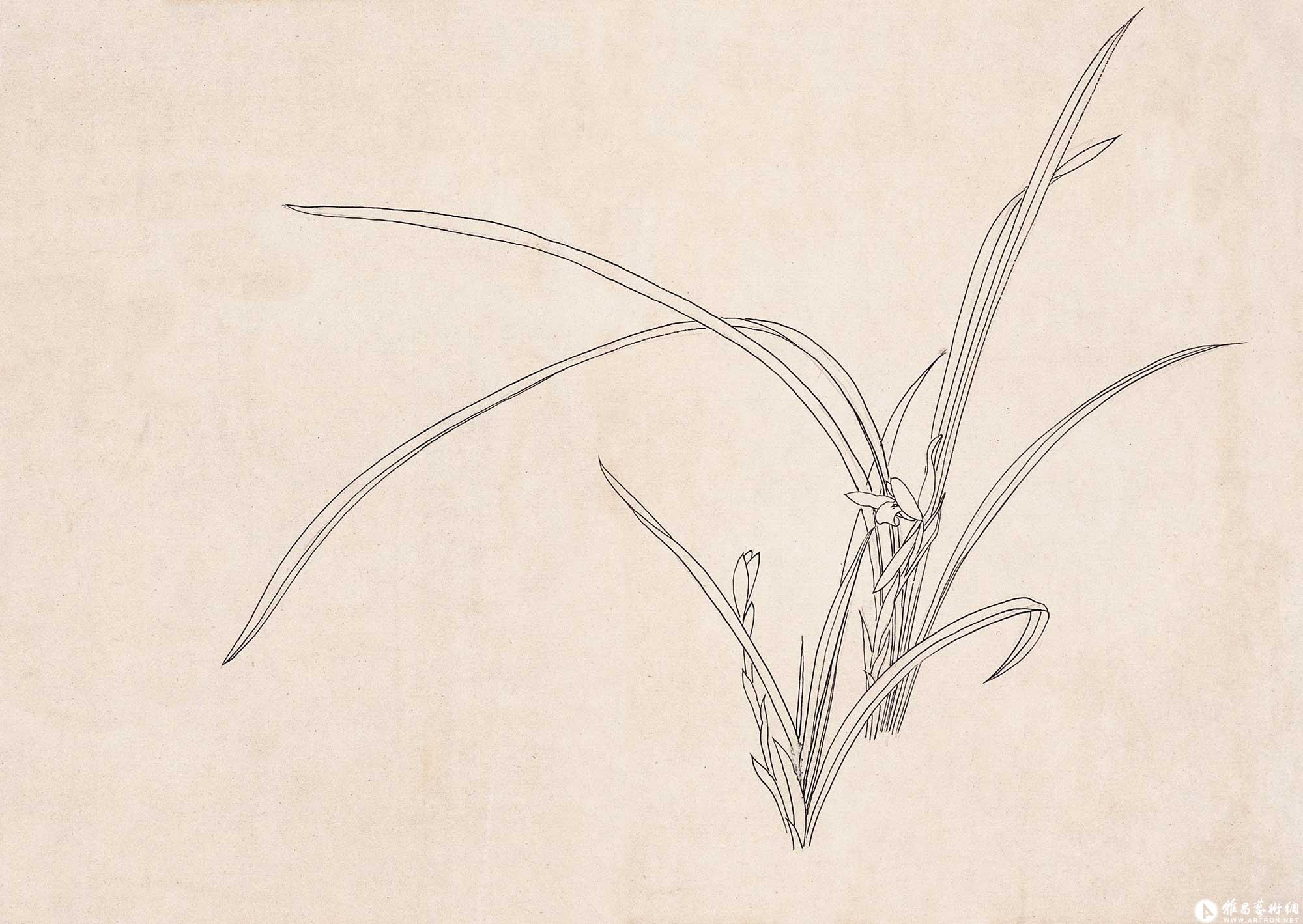 兰花写生(白描稿)