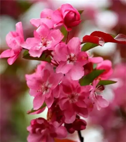 微距抓拍红色海棠花高清花卉图片