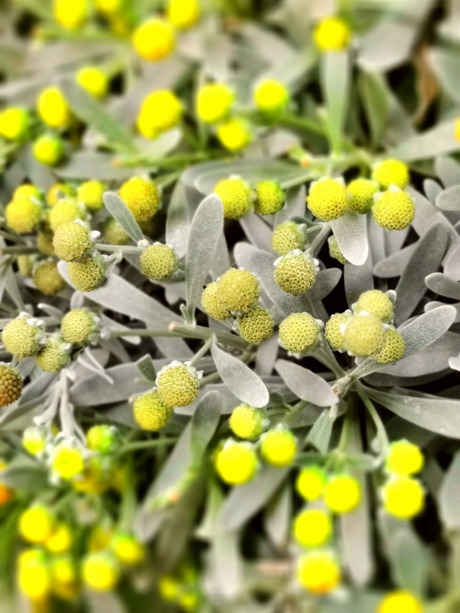 芙蓉菊芙蓉丛探菊白黄相交辉