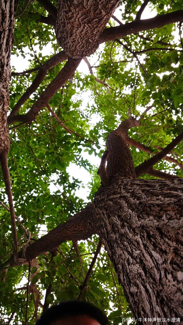 桑葚自然熟, 一口儿时物. 累了可驻足, 昂头天外虚.