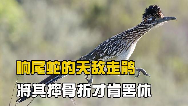 响尾蛇的天敌走鹃,凶狠程度堪比平头哥,将蛇摔骨折才肯罢休-动物视频