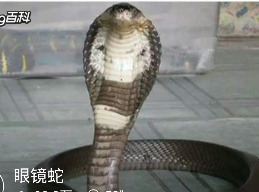 no0002父母是挡在子女和死神之间的一堵墙草稿