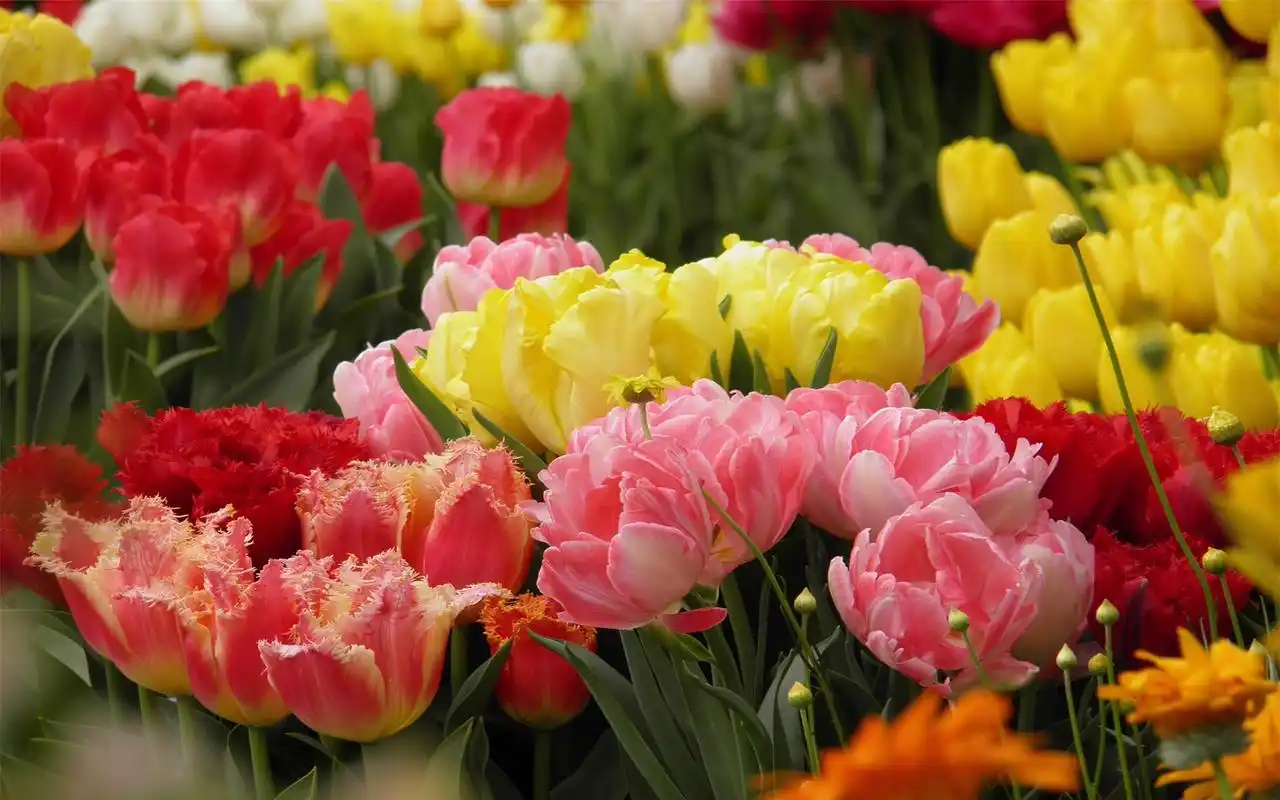 精选大自然唯美花卉鲜花壁纸图片大全高清电脑桌面壁纸下载第四辑