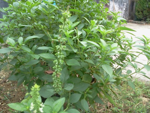 金不换植物(金不换植物的功效与作用)