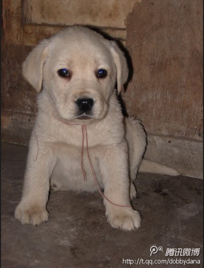 有人送了只拉布拉多幼崽 可是耳朵毛很长 请问是不是串儿了呀