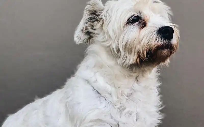 回车桌面>电脑壁纸>动物>可爱的萌宠> > 电脑壁纸 > 动物 > 可爱的萌