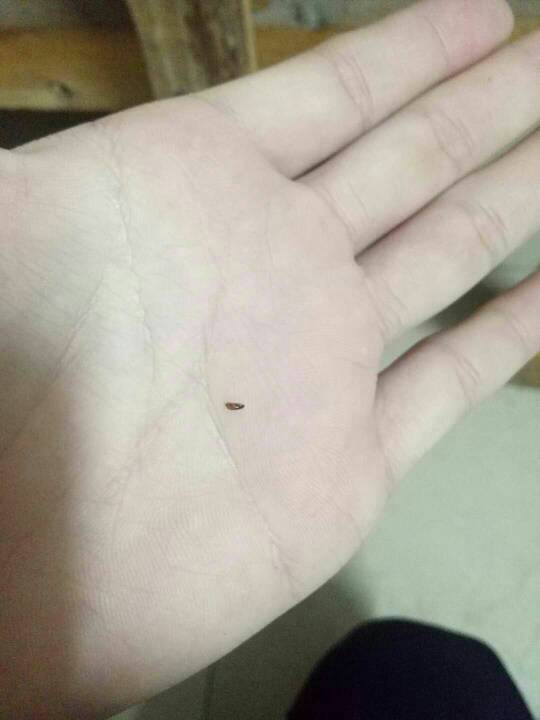 猫身上发现的这个小虫子是什么虫?