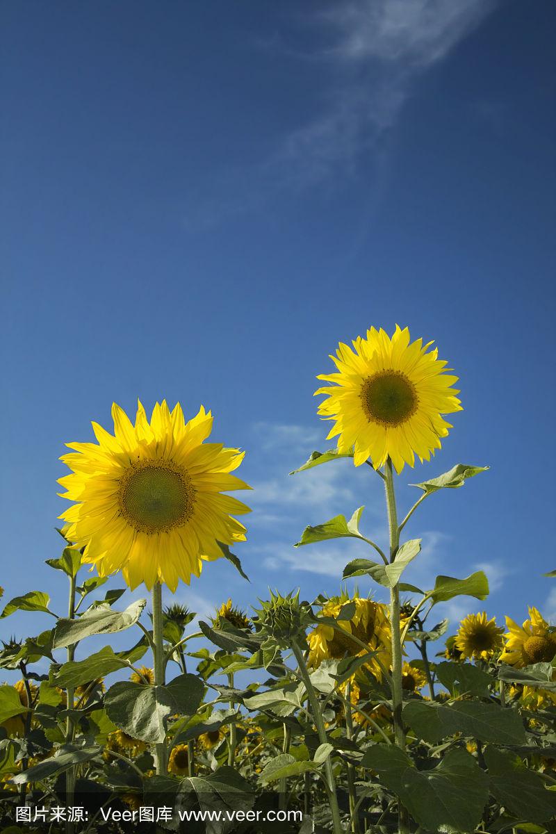 蓝天上的两朵向日葵