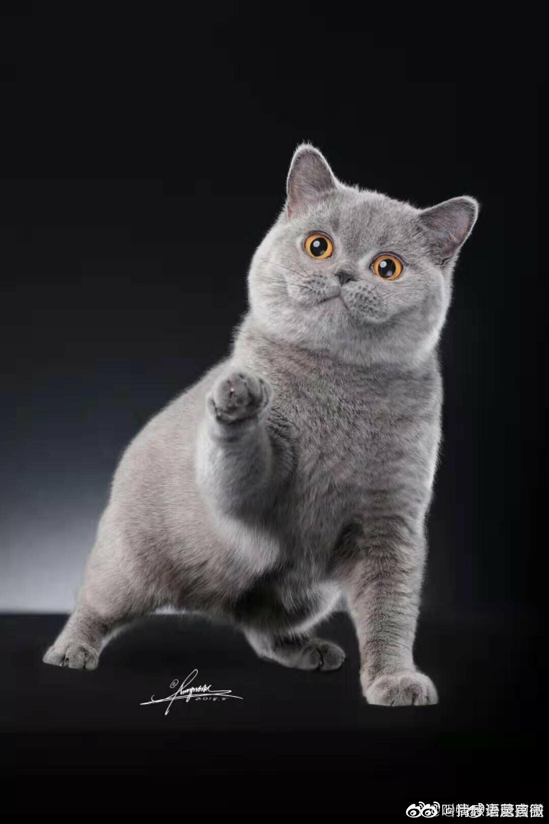 养一只英短蓝猫是种怎样的体验?