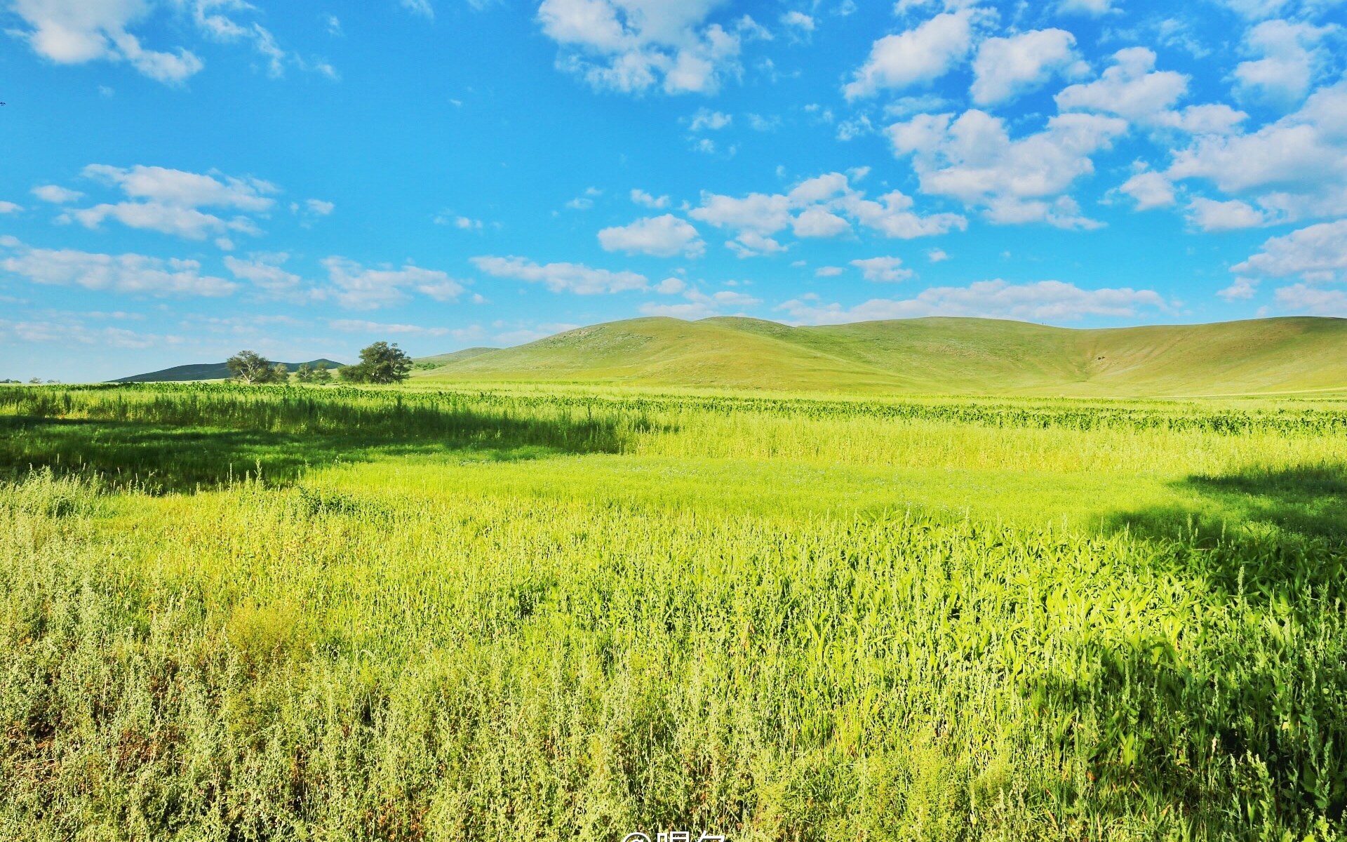宽阔唯美青青草原绿色护眼桌面壁纸图片下载高清大图预览1920x1200