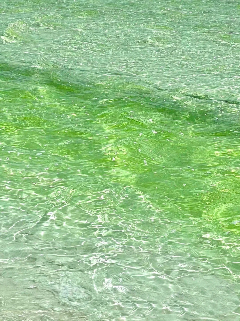 ins氛围感绿色系壁纸 最近在网上收集了一些很清新,超适合春夏的绿色