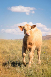 巴洛米诺马夏洛来牛杂种的牛犊步行照片