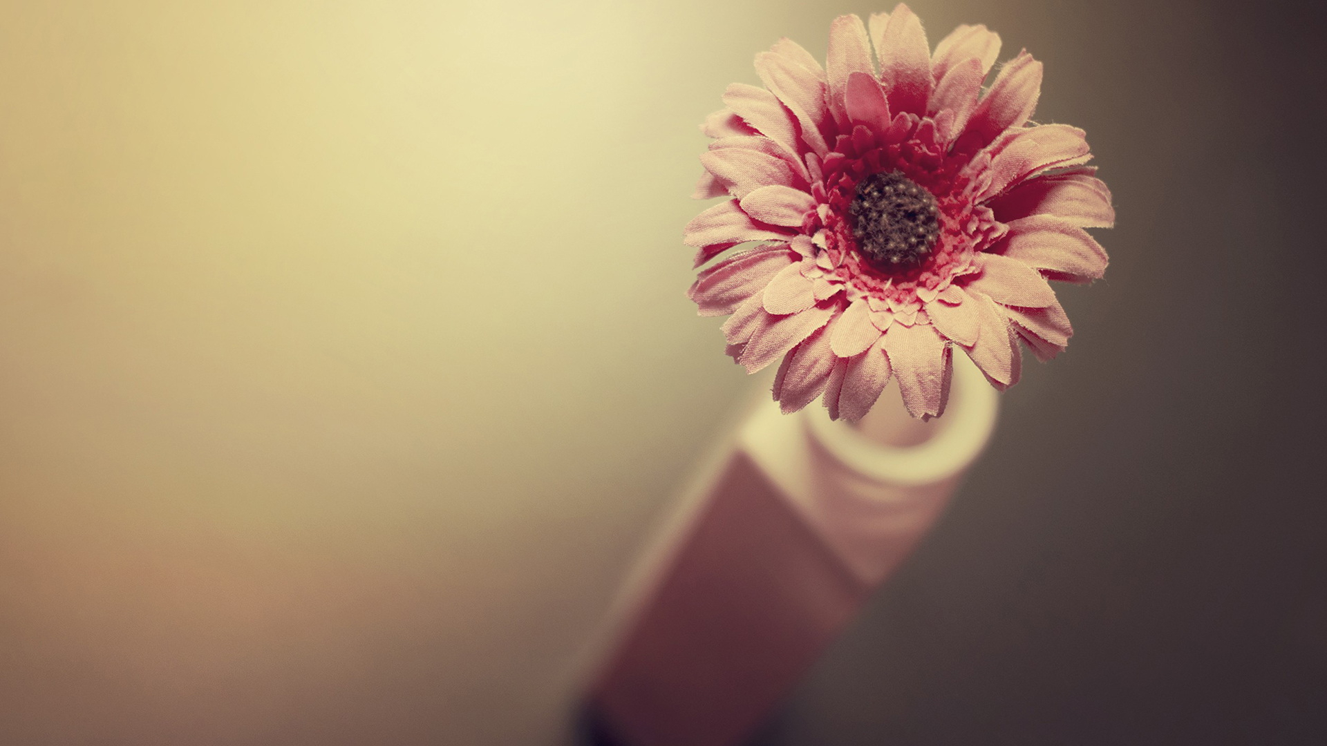 唯美清新植物微距摄影高清宽屏桌面壁纸