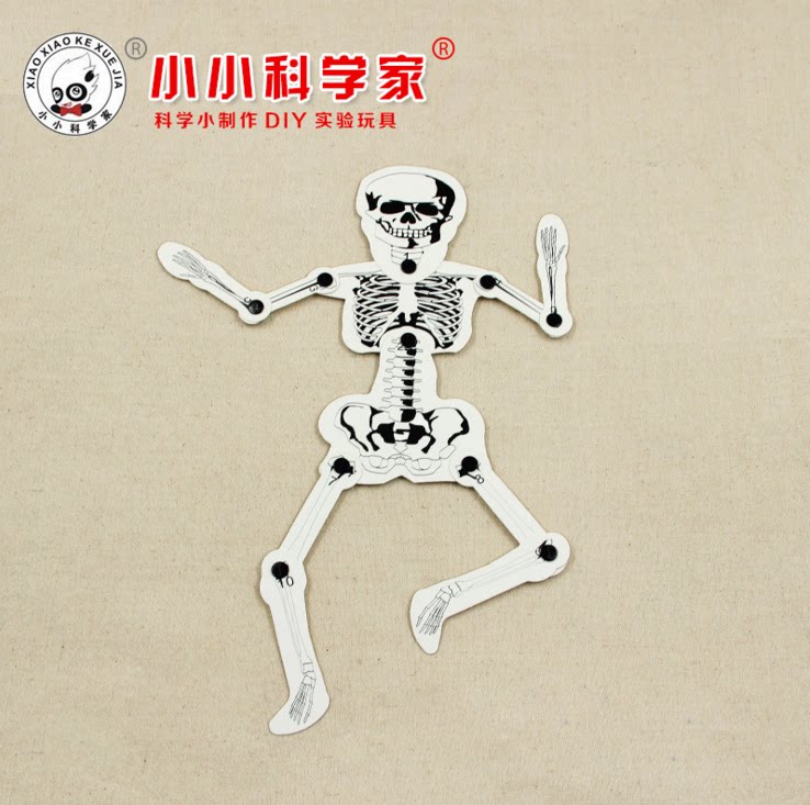 自制人体骨骼模型拼装幼儿童益智玩具科学实验器材diy 科技小制作