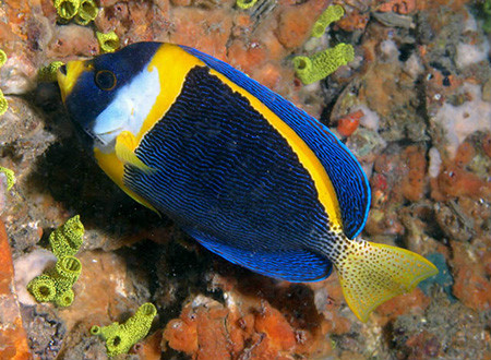 p>眼带荷包鱼(chaetodontoplus duboulayi)隶属于刺盖鱼科,荷包鱼属