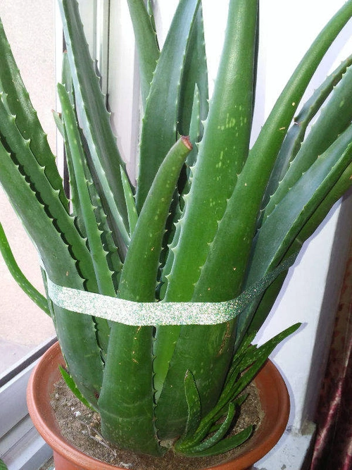 家里养芦荟,好处多多,年年开花,还这么美