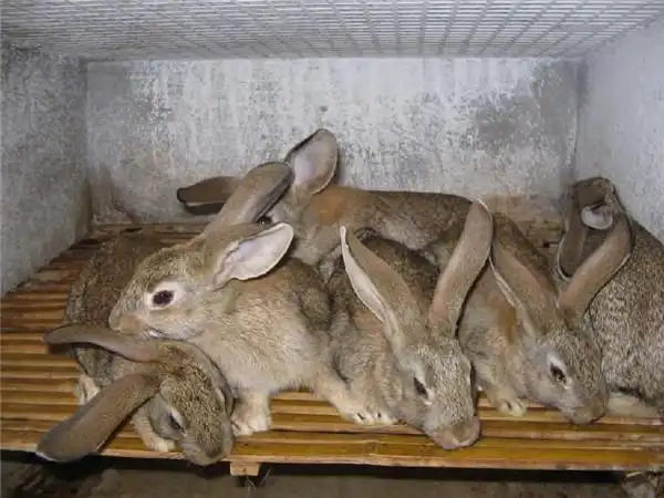 巴彦山东长毛兔养殖场 明大种兔养殖场