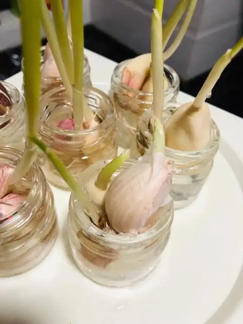 水培蒜苗第十天