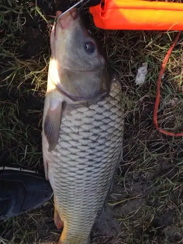 大鲤鱼怎么烧好吃?