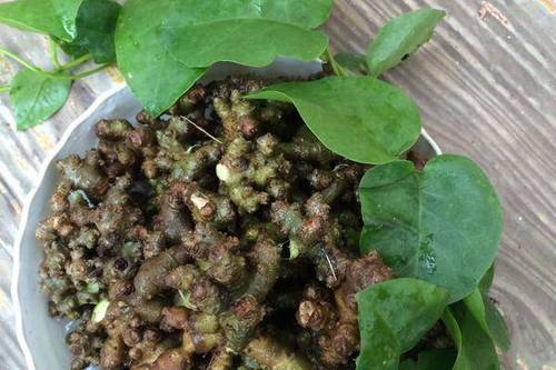 藤三七的藤上结疙瘩能吃吗(藤三七到底有没有毒)-三七网