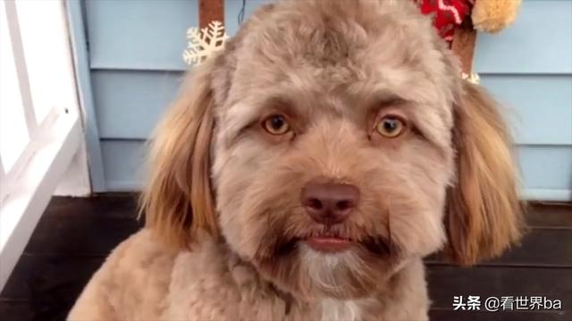 微笑的狗恐怖原图,微笑狗原图(网友看了都说瘆人)