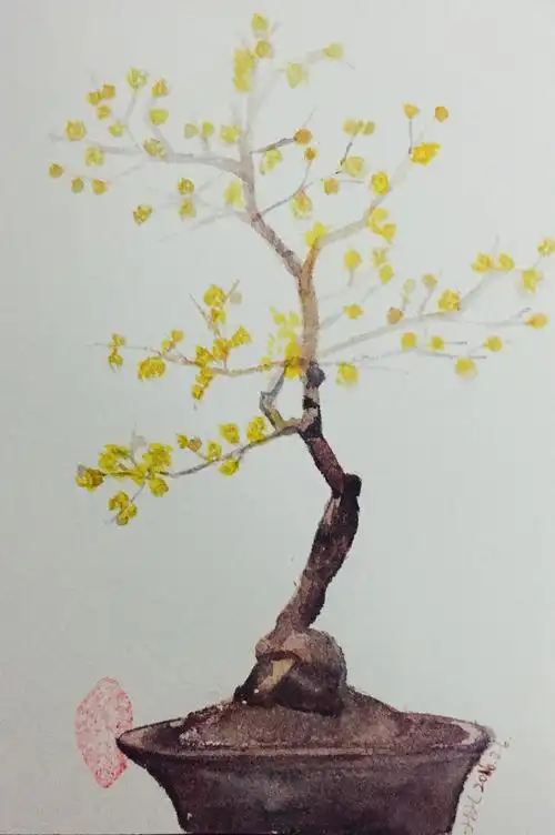 手绘,水彩,腊梅,花,原创no.52 水彩写生腊梅盆景:啥也不说了,又残